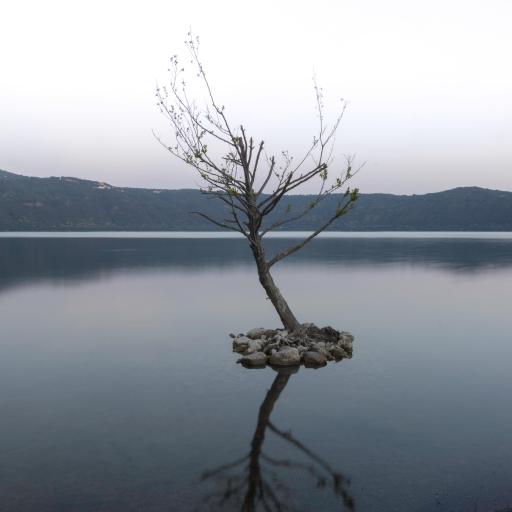 20170000-0866V-Albero Lago Castel Gandolfo