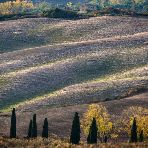 Colline Senesi