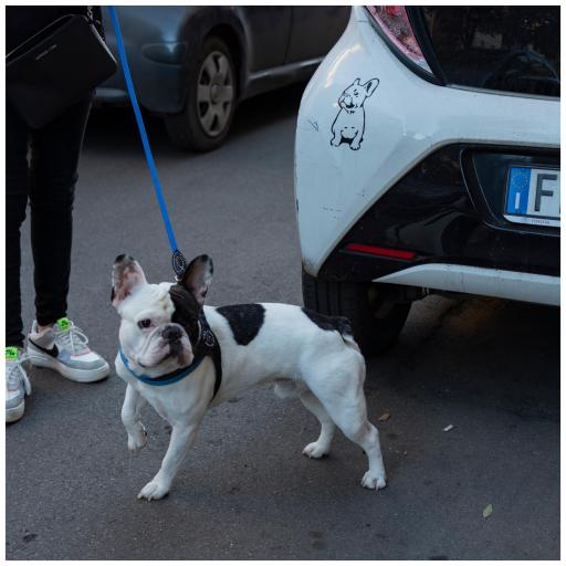 Street Dog